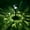 A, variant on 10 Pack Solar Pathway Lights, Garden Solar Lights Outdoor Waterproof IP105, LED Bright Glass Outside Light for Garden Path Yard Walkway Driveway