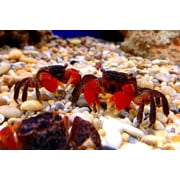 Aquatic Foods Sinking 1/8 Pellets for Plecos, Catfish, Shrimp Snails ALL Bottom Fish - 1/4-lb…Ziegler
