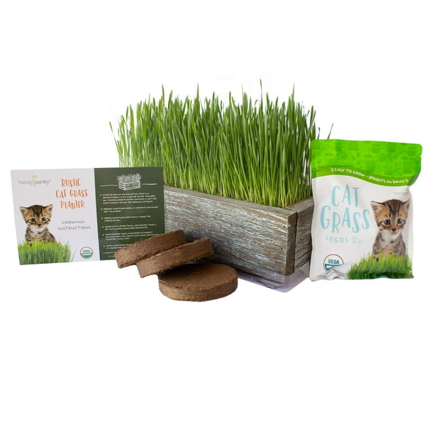 Organic Cat Grass Seeds Kit Decorative Reclaimed Barnwood Style
