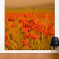 thumbnail image 5 of ADZif Fresk Field of Poppies Wall Mural, 5 of 5