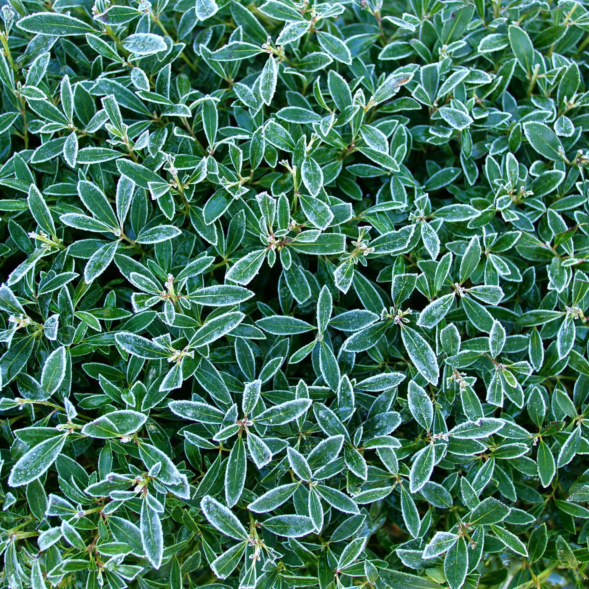 Proven Winners ColorChoice 5" Strongbox Inkberry Holly Live Plant in 4.5" Pot (4 Count)