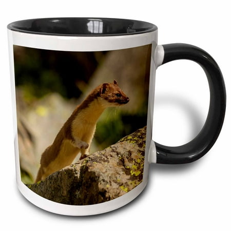 3dRose USA, Colorado, San Juan Mountains. Short-tailed weasel in summer fur. - Two Tone Black Mug,