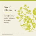 thumbnail image 3 of Esencia floral original de Bach, remedios florales para clemátides, 20 ml, 3 of 6