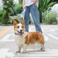 thumbnail image 2 of Correa retráctil autoextensible de nailon verde para perros cachorros, artículos duraderos para mascotas, 5 m, 2 of 5