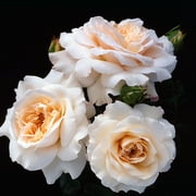 Heirloom Roses Honey Champagne Penny Lane English Legend Rose Bush