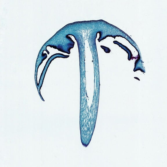 Coprinus Mushroom, L.S., 12 M Microscope Slide