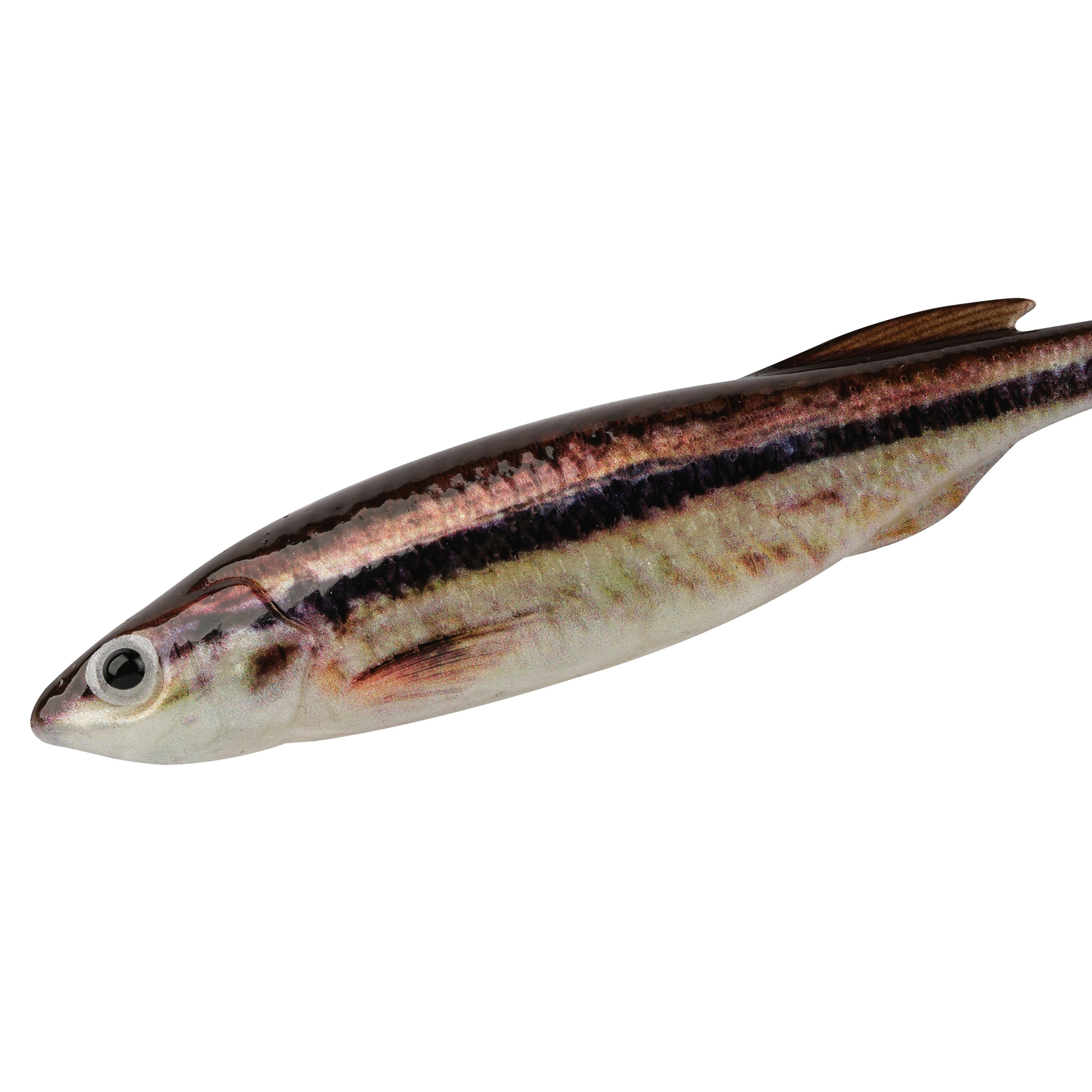 Berkley PowerBait Drip Swimmer 3in HD Blacknose Shiner