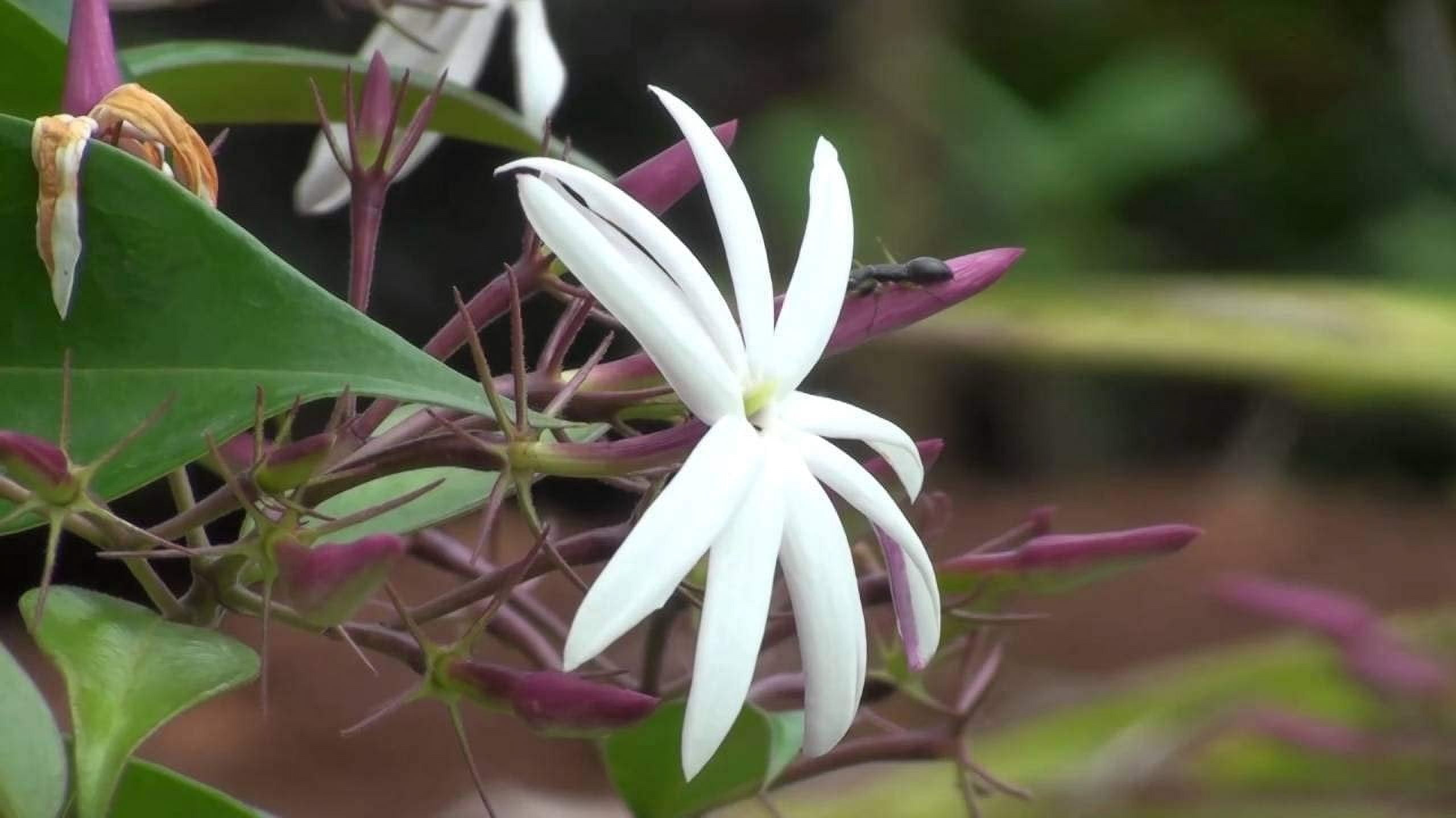 Star Jasmine - 3 Live Plants - Jasminum Nitidum - Fragrant Blooming Evergreen Vine
