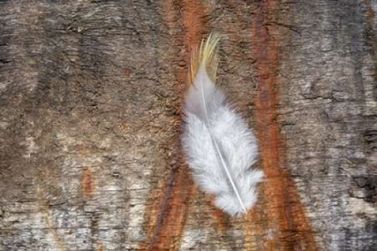 Downy Feather Canva