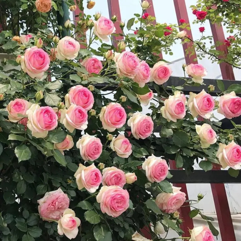 30 White Pink Eden Climbing Rose Seeds, Elegant Bicolor Blooms