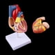 thumbnail image 5 of Herramienta de enseñanza de anatomía modelo de corazón humano anatómico desmontado 77ha, 5 of 5