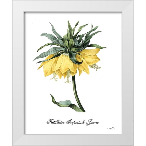 Sophie 6 12x14 White Modern Wood Framed Museum Art Print Titled - Fritillaire Jaune