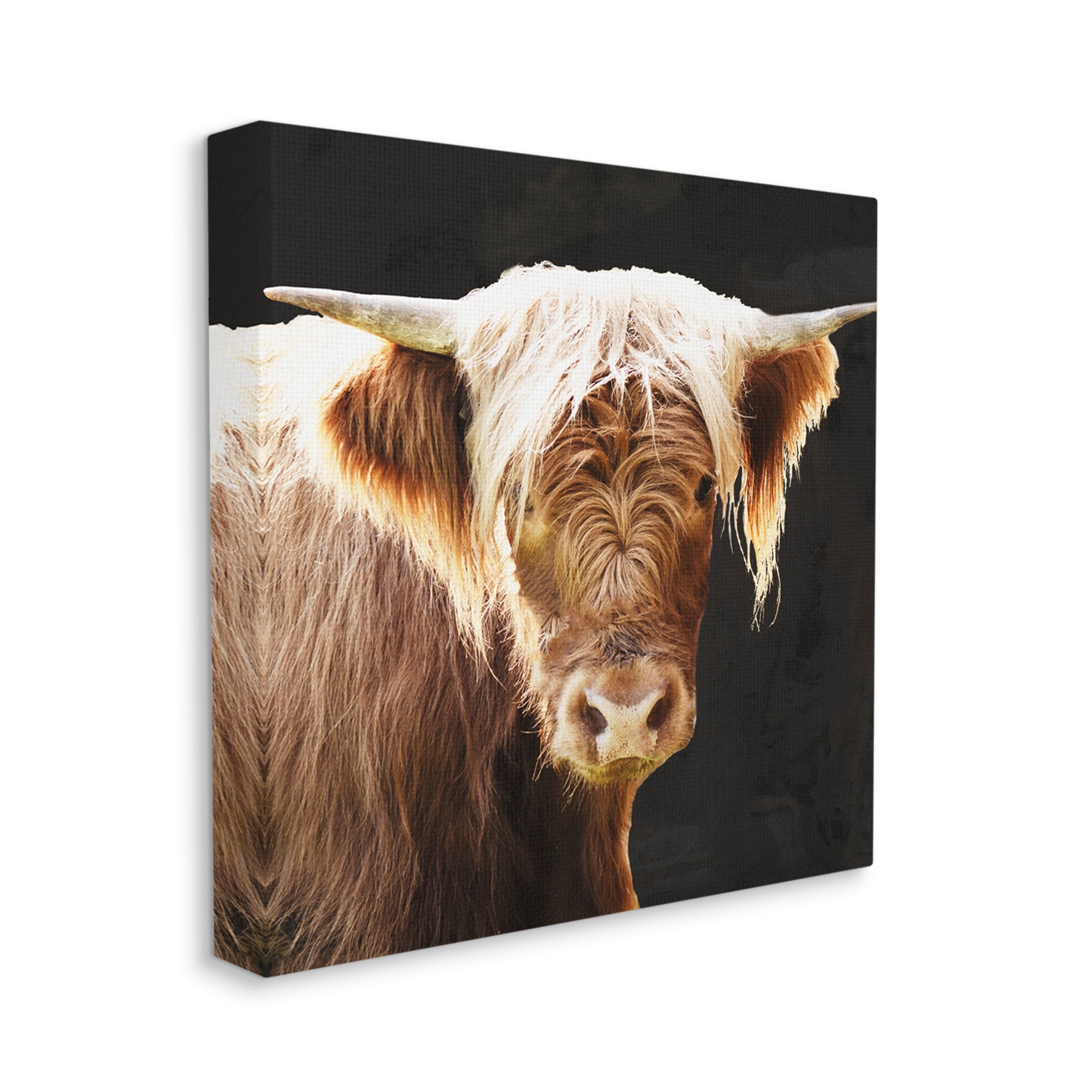 Stupell Industries Brown Wooly Cattle Animals & Insects Photography Gallery Wrapped Canvas Art Print Wall Art, 17 x 17