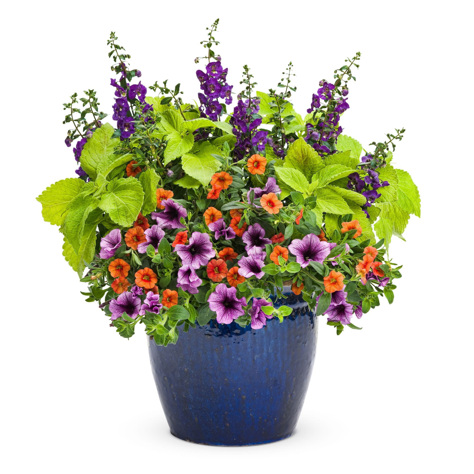 Proven Winners 4" Orange Superbells Dreamsicle Calibrachoa Live Plant in 4.25" Pot (4 Count)