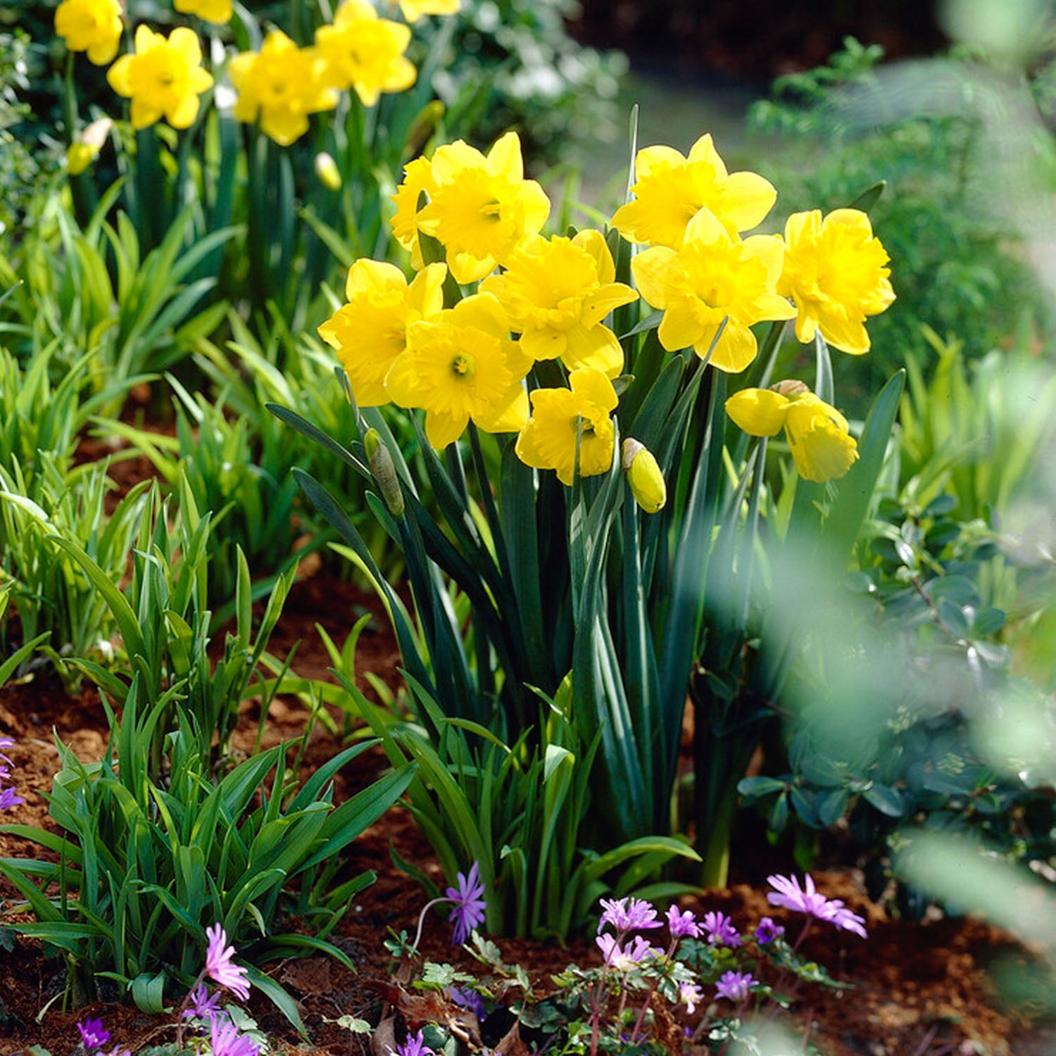 Garden State Bulb Narcissus Trumpet Dutch Master Daffodil Flower Bulbs, 14/16cm (Bag of 25)