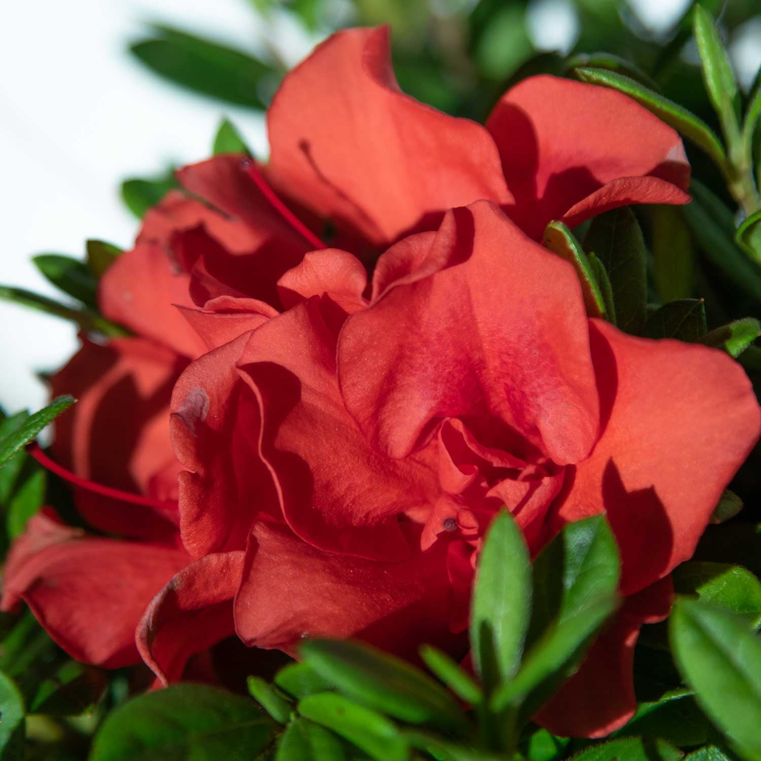 Encore Azalea Autumn Embers (2 Gallon) Red Pink Flowering Shrub - Full Sun Live Outdoor Plant
