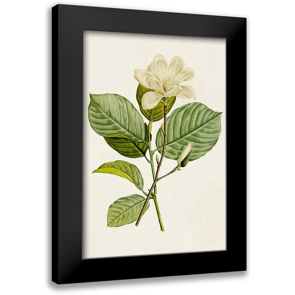 Unknown 11x14 Black Modern Framed Museum Art Print Titled - Magnolia Flowers I