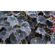 Bethlehem Star Heirloom Begonia Plant-3.7" Pot-Terrarium/Fairy Garden/HousePlant