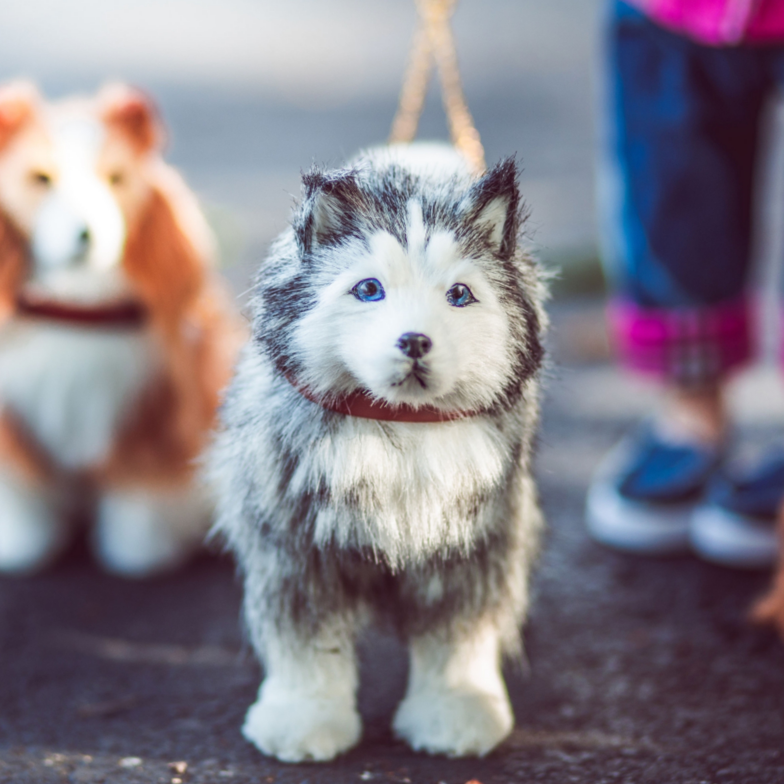 american girl husky dog