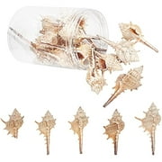 1 Box 130g Natural White Conch Shell Spiral Seashells Ocean Beach Craft Charms Sea Shells Bulk Undrilled