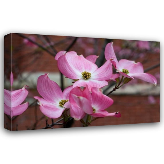 Erin Berzel 32x23 Gallery Wrapped Canvas Wall Art Titled - Dogwood Blossoms I