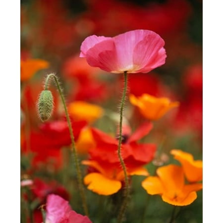 15 Poster Print - Iceland Poppies Fidalgo Island Washington State Poster Print by Panoramic Images (12 x 15)