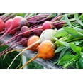thumbnail image 4 of TomorrowSeeds - Rainbow Mix Beet Seeds - 600+ Count - For 2025 Planting 5 Species Blend Mixed Colors, 4 of 10