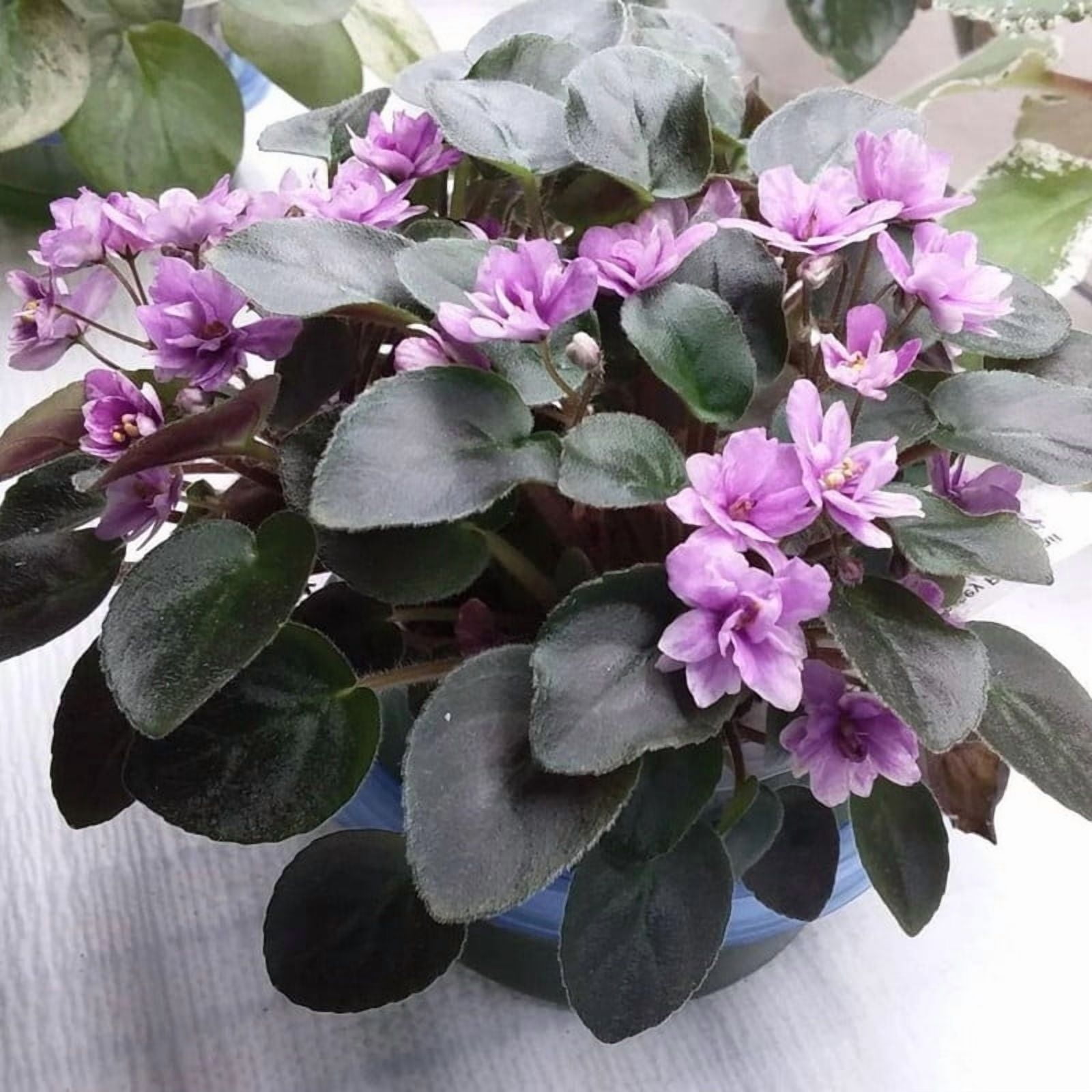 Light Blue African Violet Plants, Starter Pastel Light Blue Flowers, Compact African Violet Tree Indoor Houseplants for Small Spaces