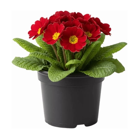 Red Primrose Plant in 4" Pot, Compact Flowering Plant with Bright Seasonal Blooms