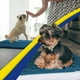 thumbnail image 5 of Muddy Mat® AS-SEEN-ON-TV Tapete para puerta y alfombra para mascotas de microfibra altamente absorbente, área lavable gruesa antideslizante y tapete de baño de chenilla suave para cocina, baño, dormit, 5 of 5