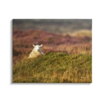 Stupell Industries Lone Sheep in Meadow Rural Countryside Farmland Photograph Gallery Wrapped Canvas Print Wall Art, Design by James Dobson