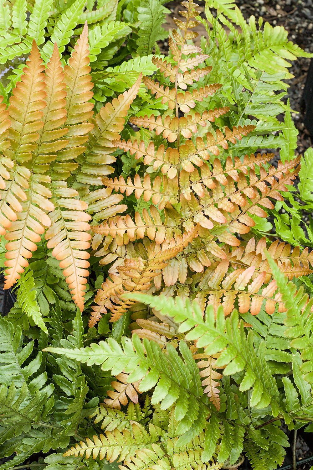 American Plant Exchange Autumn Fern