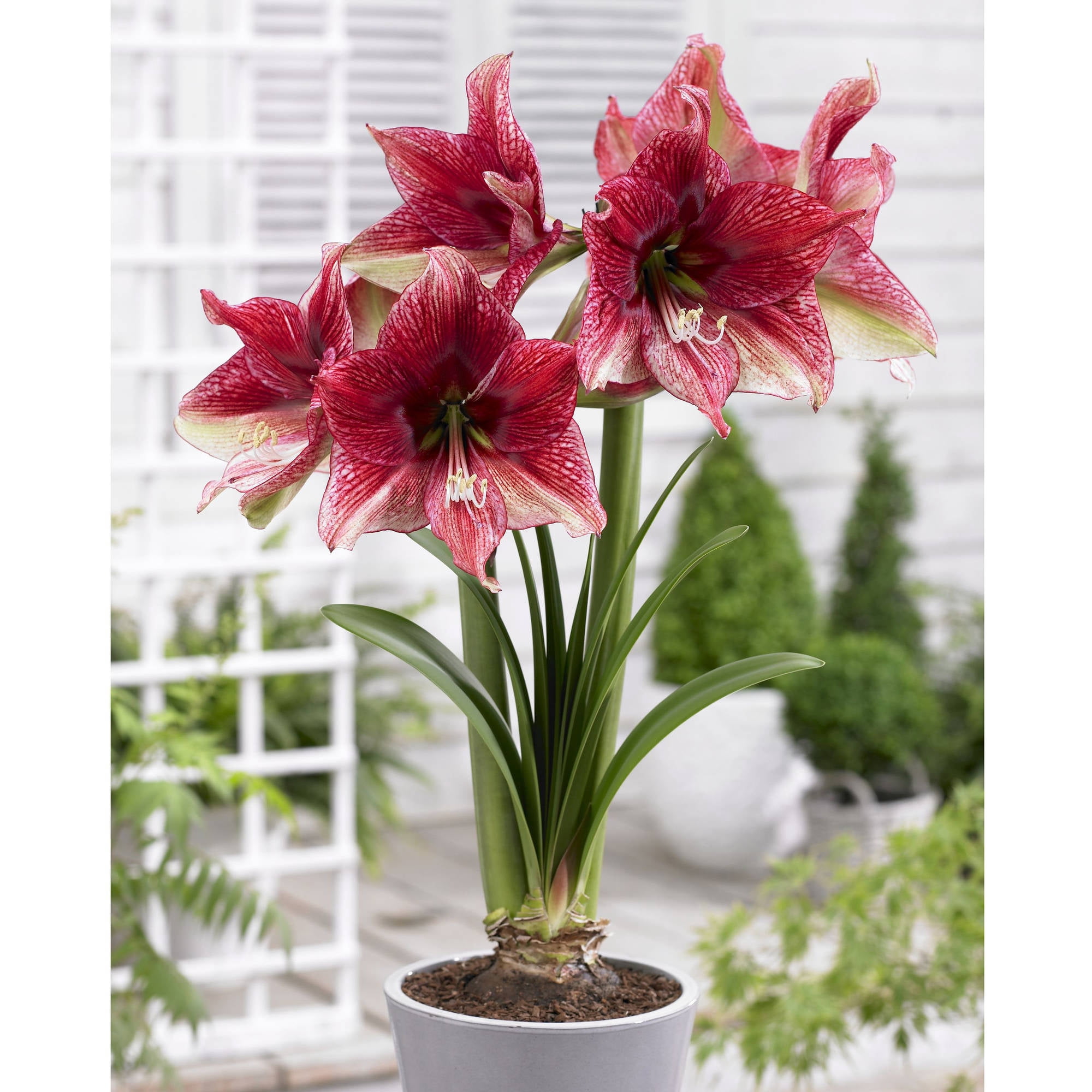 Bloomsz Amaryllis Tosca 26/28cm, 1-Pack