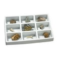 thumbnail image 1 of Educational Insights Fossil Collection, 1 of 1