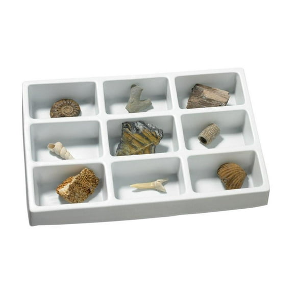 Educational Insights Collection de Fossiles