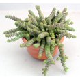 thumbnail image 3 of Caterpillar Plant - Crassula marnieriana - 2.5" Pot, 3 of 3