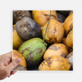 thumbnail image 1 of Fresh Papaya Picture Nature Photograph Sticker Tags Wall Picture Laptop Decal Self adhesive, 1 of 1