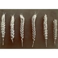 thumbnail image 2 of Wheat. Courtesy Csu Archives  Everett Collection History (36 x 24), 2 of 2