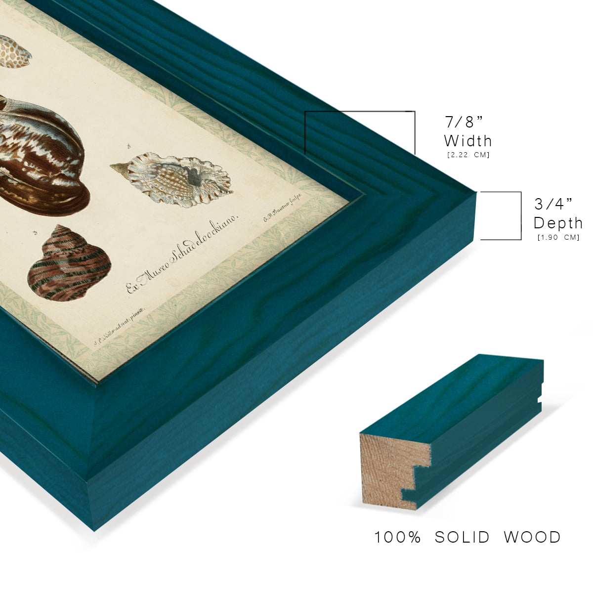 Bookplate Shells VII - Framed Print w/glass - Ocean Blue
