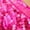 68Hot Pink329, variant on Women's Skirts Carnival Sparkly High Waist Belly Dance Sequined Fringe Skirt Dance Performance Comfortable Cozy Skirt
