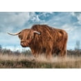 thumbnail image 2 of Pangea Images 14x11 Gold Ornate Wood Framed with Double Matting Museum Art Print Titled - Scottish Highland Bull, 2 of 4