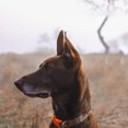 thumbnail image 2 of High Resilience Pet Dog Ear Stand Fixed Support Correction Tool Ear Vertical Props Accessories For Medium Large Dog Pets Supplies, 2 of 7