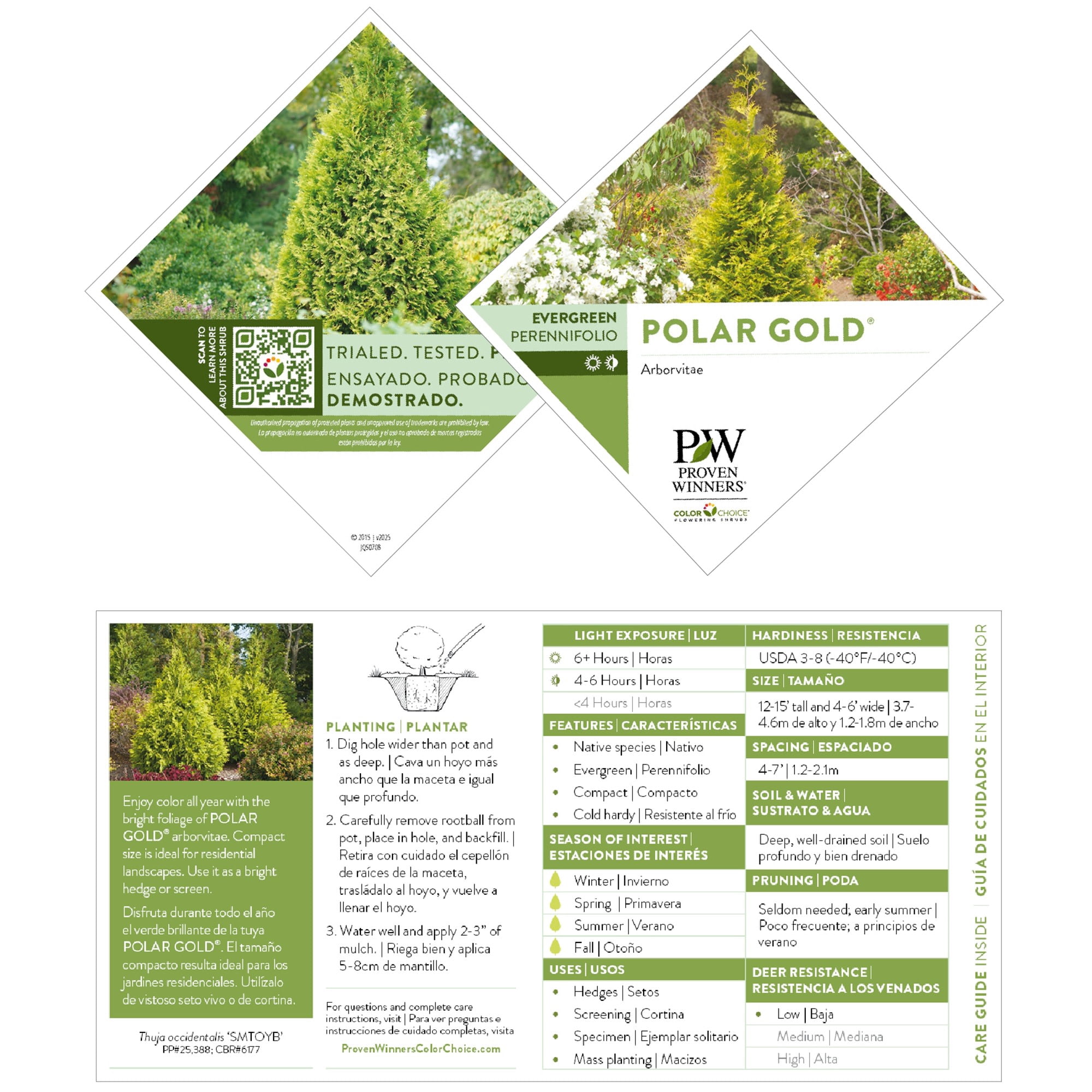 Proven Winners ColorChoice 5" Yellow Polar Gold Arborvitae Live Plant in 4.5" Pot (4 Count)