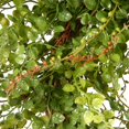 thumbnail image 4 of National Tree GAHB30-22WG 22 in. Hotag & Berry Wreath - Green, 4 of 9