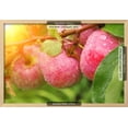 thumbnail image 3 of Rain Drops on Ripe Apples, Botanical Framed Art Print Wall Art by frenta Sold by Art.Com, 3 of 6