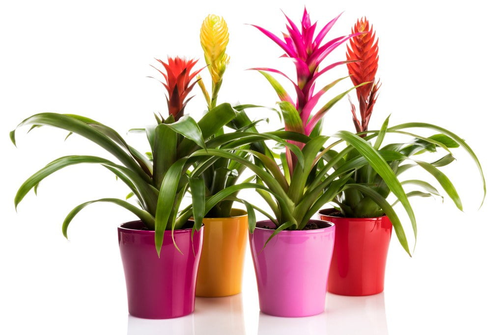 ⭐ PREMIUM Organic Bromeliad Mix by Gardenera - Elevate Your Plant Care Routine - 4 QUARTS