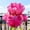 A, variant on Exotic Rare Iris - Tall and upright - Cold-resistant - Suitable for garden decor, air purification and plant hangers
