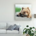 thumbnail image 3 of Trademark Fine Art 'Bear Life IV' Canvas Art by PHBurchett, 3 of 3