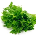 thumbnail image 4 of Proven Winners 4" Flat Leaf Parsley Parsley Live Herb Plant in 4.25" Pot (4 Count), 4 of 8