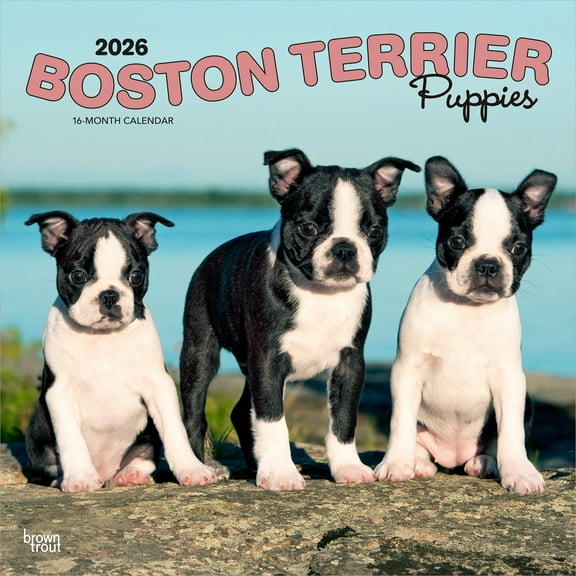Boston Terrier Puppies | 2026 12x24" (Hanging) Wall Calendar | Plastic-Free